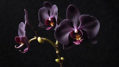 The primary subject of the image is a bouquet of purple orchids. The orchids are arranged in a vase, and they are the main focus of the image. The setting is a dark room, which adds a dramatic and moody atmosphere to the scene. The visual style is a close-up of the orchids, showcasing their beauty and details. The colors of the orchids are predominantly purple, creating a sense of elegance and sophistication.