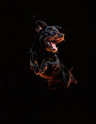 The primary subject of the image is a black dog with a brown nose, captured in mid-air as it jumps. The dog appears to be in a playful or energetic mood. The setting is a dark background, which emphasizes the dog's movement and adds a dramatic effect to the photo. The visual style is a close-up shot of the dog, showcasing its features and expression. The colors in the image are predominantly black and brown, creating a moody and intense atmosphere.