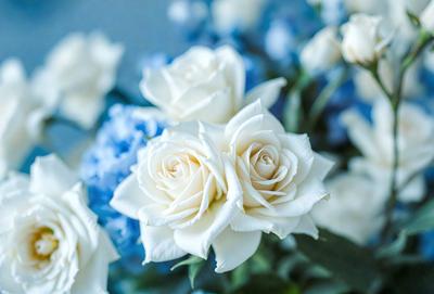 The primary subject of the image is a bouquet of white and blue flowers. The flowers are arranged in a vase, creating a beautiful and elegant display. The setting is a close-up of the flowers, showcasing their details and colors. The visual style is a realistic representation of the flowers, capturing their natural beauty. The colors and mood of the image are predominantly white and blue, giving it a serene and calming atmosphere.