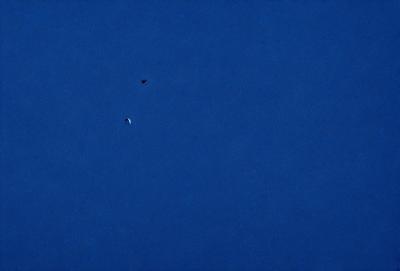The primary subject of the image is a bird flying in the sky. The bird is positioned in the middle of the scene, with a clear view of its silhouette. The setting is a vast, open sky, with no visible landmarks or objects. The visual style of the image is a photo, capturing the bird in its natural environment. The colors in the image are predominantly shades of blue, creating a calm and serene atmosphere.