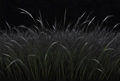 The primary subject of the image is a field of tall, dry grass. The setting is a dark, possibly nighttime, environment. The visual style is a black and white photo, which adds a sense of drama and contrast to the scene. The dominant colors are shades of gray and black, with the grass being the main focus of the image. The overall atmosphere is somewhat eerie and mysterious, as the darkness and the tall grass create a sense of mystery and intrigue.