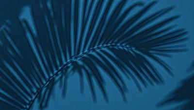 The primary subject of the image is a palm tree with a blue background. The tree is casting a shadow on the blue surface, creating a visually striking contrast. The visual style of the image is a photo, capturing the natural beauty of the palm tree. The colors and mood of the image are predominantly blue, giving it a calm and serene atmosphere.