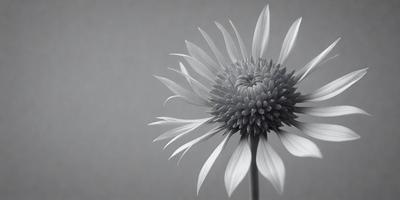 The primary subject of the image is a large, white flower with a dark center. The flower is prominently displayed in the foreground, with a gray background that adds depth to the scene. The visual style of the image is a black and white photo, which emphasizes the contrast between the white flower and the dark center. The colors and mood of the image are predominantly dark and moody, with the white flower standing out as the focal point.