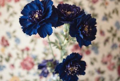 The primary subject of the image is a vase filled with blue flowers. The vase is placed on a table, and the flowers are arranged in a visually appealing manner. The setting appears to be a room with a floral wallpaper, adding a touch of nature and color to the space. The visual style of the image is a close-up of the vase and flowers, highlighting the beauty of the blue flowers and the vase's design. The colors and mood of the image are predominantly blue,