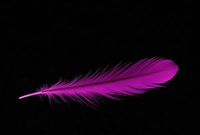The primary subject of the image is a purple feather, which is the main object, scene, or focus of the image. The setting or background is a dark, black surface, which creates a dramatic contrast with the purple feather. The visual style of the image is a close-up of the feather, showcasing its details and texture. The colors and mood of the image are predominantly purple, giving it a moody and dramatic atmosphere.