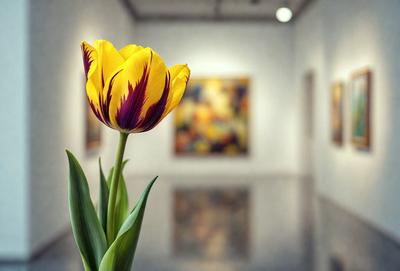 The primary subject of the image is a single yellow flower, which is prominently displayed in a vase. The setting is a room with a white wall, and the visual style appears to be a photo. The dominant colors in the image are yellow and white, creating a warm and clean atmosphere.