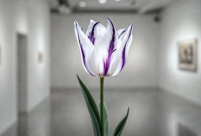 The primary subject of the image is a single purple and white flower, which is the main focus of the scene. The flower is placed in a vase, and it is situated in a room with a white wall. The visual style of the image is a photo, capturing the beauty of the flower in its natural environment. The dominant colors in the image are purple and white, creating a serene and elegant atmosphere.