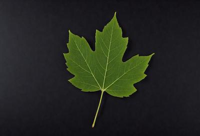 The primary subject of the image is a green leaf, which is the main object, scene, or focus of the image. The leaf is placed on a black background, creating a contrast between the green leaf and the dark surface. The visual style of the image is a photo, capturing the natural beauty of the leaf. The colors and mood of the image are predominantly green, with the leaf being the main source of color and creating a calm and serene atmosphere.