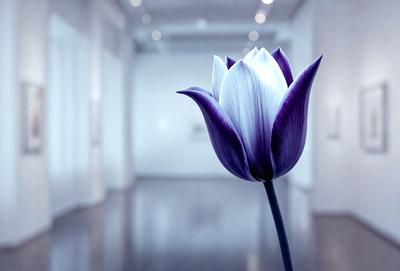 The primary subject of the image is a purple flower, which is the main focus of the scene. The setting is a white room, and the visual style appears to be a photo. The dominant colors in the image are purple and white, creating a calm and serene atmosphere.