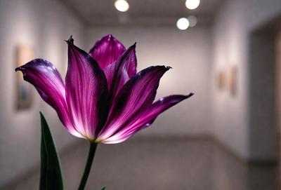 The primary subject of the image is a purple flower, which is the main focus of the scene. The setting is a white wall, and the visual style appears to be a photo. The dominant colors in the image are purple and white, creating a calm and serene atmosphere.