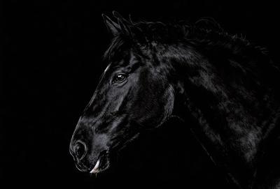 The primary subject of the image is a black horse with a white stripe on its forehead. The horse is standing in a dark environment, possibly a night scene. The visual style of the image is a black and white drawing, giving it a classic and timeless appearance. The colors and mood of the image are predominantly dark, with the horse being the main focal point.