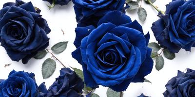 The primary subject of the image is a blue rose. The setting is a white background, which provides a clean and minimalistic look. The visual style is a close-up of the blue rose, showcasing its vibrant color and intricate details. The dominant colors in the image are blue and white, creating a serene and calming atmosphere.