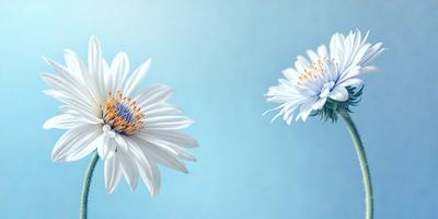 The primary subject of the image is a close-up of a white flower with yellow petals. The setting is a blue sky, creating a serene and calming atmosphere. The visual style is a photo, capturing the beauty of the flower in its natural environment. The colors and mood of the image are predominantly blue and white, with the yellow petals adding a touch of warmth and vibrancy.