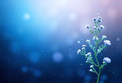 The primary subject of the image is a single white flower, which is the main focus of the scene. The setting is a dark blue background, creating a contrasting and dramatic effect. The visual style is a close-up of the flower, emphasizing its details and beauty. The colors and mood of the image are predominantly dark and moody, with the white flower standing out against the blue background.