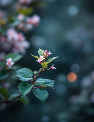 The primary subject of the image is a small flower, which is the main focus of the scene. The flower is located in the middle of a green leaf, and it is surrounded by a forest of green leaves. The setting appears to be a forest or a wooded area, with the leaves providing a natural backdrop. The visual style of the image is a close-up of the flower, showcasing its details and beauty. The colors in the image are predominantly green, with the flower being a vibrant pink,