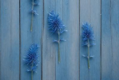 The primary subject of the image is a row of blue flowers, which are arranged in a visually appealing manner. The flowers are placed on a blue surface, which could be a wall or a table. The visual style of the image is a close-up of the flowers, showcasing their vibrant colors and details. The overall atmosphere of the image is serene and calming, with the blue flowers creating a sense of tranquility and beauty.