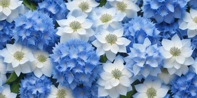 The primary subject of the image is a large group of blue and white flowers. The setting is a garden, with the flowers blooming in a field. The visual style is a photo, capturing the beauty of the flowers in their natural environment. The colors and mood of the image are predominantly blue and white, creating a serene and calming atmosphere.