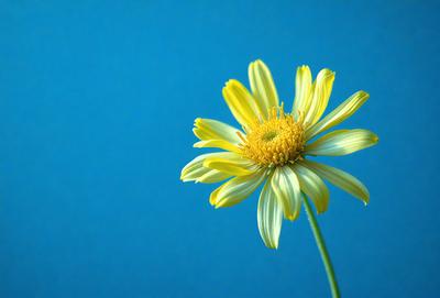The primary subject of the image is a yellow flower with a green center, sitting on a blue background. The visual style of the image is a photo, capturing the beauty of the flower in its natural environment. The colors and mood of the image are vibrant and lively, with the yellow flower standing out against the blue background.