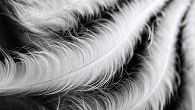 The primary subject of the image is a close-up of a white feather. The setting is a black background, which contrasts with the white feather. The visual style is a photo, showcasing the intricate details of the feather. The colors and mood of the image are predominantly white, giving it a clean and elegant appearance.