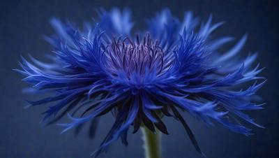 The primary subject of the image is a blue flower with a purple center, sitting on a blue background. The visual style of the image is a photo, capturing the beauty of the flower in its natural environment. The colors and mood of the image are predominantly blue, creating a serene and calming atmosphere.