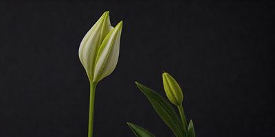 The primary subject of the image is a white flower, which is the main focus of the scene. The setting is a dark background, creating a dramatic contrast with the flower. The visual style is a close-up of the flower, showcasing its details. The colors in the image are predominantly black and white, giving the image a classic and elegant appearance.