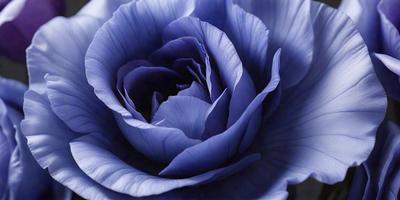 The primary subject of the image is a large, blue flower with a purple center. The flower is the main focus of the image, and it is set against a blue background. The visual style of the image is a close-up of the flower, showcasing its details and beauty. The dominant colors in the image are blue and purple, creating a serene and calming atmosphere.
