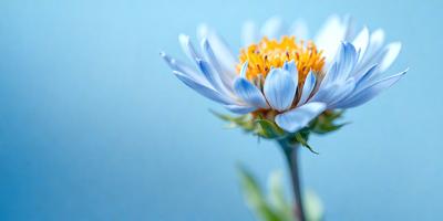 The primary subject of the image is a single white and blue flower, which is the main focus of the scene. The setting is a blue background, which creates a serene and calming atmosphere. The visual style is a close-up of the flower, showcasing its details and colors. The dominant colors are white and blue, which evoke a sense of tranquility and beauty.