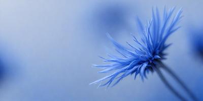 The primary subject of the image is a blue flower with a long stem. The setting is a blue background, which creates a striking contrast with the flower. The visual style is a close-up of the flower, showcasing its details. The dominant colors are blue and white, giving the image a calm and serene atmosphere.