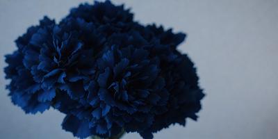 The primary subject of the image is a blue flower, which is the main focus of the scene. The setting is a white background, which provides a clean and minimalistic environment. The visual style of the image is a close-up of the flower, showcasing its details and colors. The dominant colors in the image are blue and white, creating a calm and serene atmosphere.