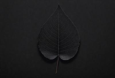 The primary subject of the image is a large, dark green leaf. The leaf is prominently displayed on a black background, which creates a striking contrast. The visual style of the image is a close-up of the leaf, showcasing its intricate details. The colors and mood of the image are predominantly dark, with the green leaf being the main focal point.