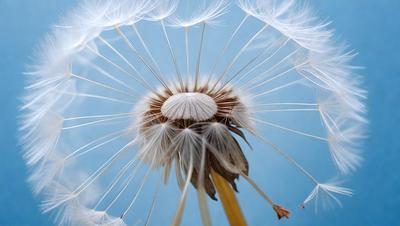 The primary subject of the image is a dandelion flower, which is the main object in the scene. The setting is a blue background, and the visual style is a close-up of the flower. The colors in the image are predominantly shades of blue and white, creating a calm and serene atmosphere.