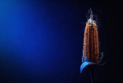 The primary subject of the image is a single yellow corn on the cob, standing tall and prominently in the foreground. The setting is a dark blue background, which creates a striking contrast with the yellow corn. The visual style is a close-up, black and white photo of the corn. The colors and mood of the image are predominantly dark and moody, with the yellow corn being the only source of brightness and warmth.