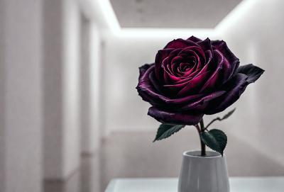 The primary subject of the image is a single purple rose in a white vase. The setting is a room with a white table, and the visual style is a photo. The dominant colors are purple and white, creating a calm and serene atmosphere.