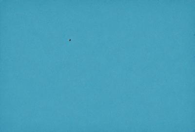 The primary subject of the image is a bird flying in the sky. The bird is positioned in the middle of the scene, with its wings spread out. The setting is a clear blue sky, which provides a beautiful backdrop for the bird's flight. The visual style of the image is a photo, capturing the bird in its natural environment. The colors in the image are predominantly blue, creating a calm and serene atmosphere.