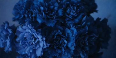 The primary subject of the image is a bouquet of blue flowers. The setting is a dark blue background, which creates a striking contrast with the vibrant blue flowers. The visual style is a close-up of the flowers, showcasing their details and beauty. The colors and mood of the image are predominantly blue, giving it a calm and serene atmosphere.