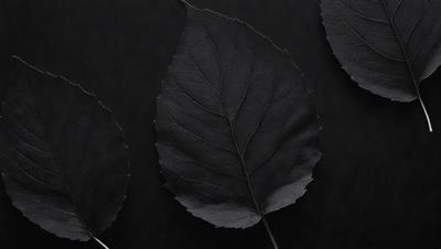 The primary subject of the image is a close-up of a large, dark green leaf. The leaf is prominently displayed on a black background, which creates a striking contrast. The visual style of the image is a photo, capturing the intricate details of the leaf. The colors and mood of the image are predominantly dark, with the green leaf being the main focal point.