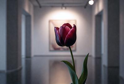 The primary subject of the image is a single red flower, which is the main focus of the scene. The setting is a room with a white wall, and the visual style appears to be a photo. The dominant colors in the image are red and white, creating a bold and striking atmosphere.