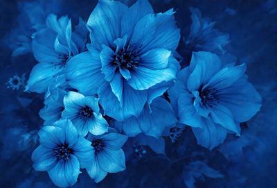 The primary subject of the image is a bouquet of blue flowers. The setting is a dark blue background, which creates a striking contrast with the vibrant blue flowers. The visual style is a close-up of the flowers, showcasing their details and beauty. The colors and mood of the image are predominantly blue, giving it a calm and serene atmosphere.