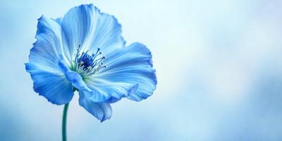 The primary subject of the image is a blue flower with a white center. The setting is a white background, which creates a clean and minimalist appearance. The visual style is a close-up of the flower, emphasizing its details and beauty. The dominant colors are blue and white, creating a calm and serene atmosphere.