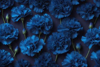 The primary subject of the image is a close-up of a blue flower. The setting is a dark background, which contrasts with the vibrant blue color of the flower. The visual style appears to be a photo, capturing the beauty of the flower in detail. The dominant colors and overall atmosphere of the image are a mix of blue and purple, creating a serene and calming mood.