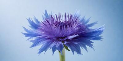 The primary subject of the image is a purple flower with a yellow center, which is the main focus of the image. The setting is a blue background, which creates a contrasting and visually appealing environment. The visual style of the image is a close-up of the flower, showcasing its details and beauty. The dominant colors in the image are purple and blue, creating a calm and serene atmosphere.