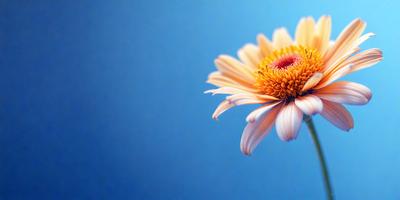 The primary subject of the image is a single white flower with a yellow center, floating in a blue background. The visual style of the image is a photo, capturing the beauty of the flower in its natural environment. The colors and mood of the image are predominantly blue and serene, creating a peaceful and calming atmosphere.