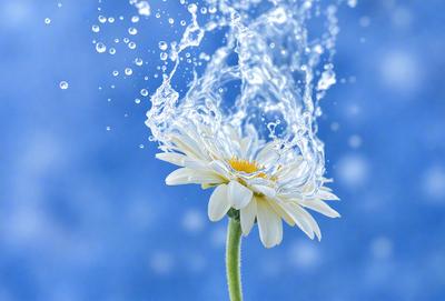 The primary subject of the image is a white flower with a yellow center, which is the main focus of the scene. The flower is situated in a blue background, which adds a sense of depth and contrast to the image. The visual style of the image is a photo, capturing the beauty of the flower in its natural environment. The colors and mood of the image are predominantly blue and serene, creating a peaceful and calming atmosphere.