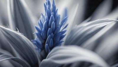The primary subject of the image is a blue flower with a long stem. The setting is a white background, which creates a contrast with the blue flower. The visual style is a close-up of the flower, showcasing its details. The dominant colors are blue and white, giving the image a calm and serene atmosphere.