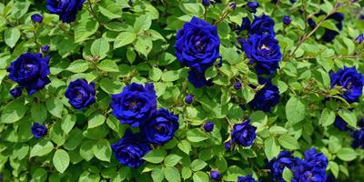 The primary subject of the image is a group of blue flowers, which are the main focus of the scene. The flowers are set against a backdrop of green leaves, creating a vibrant and lively atmosphere. The visual style of the image is a close-up of the flowers, showcasing their beauty and details. The dominant colors in the image are blue and green, which contribute to the overall mood of the scene.