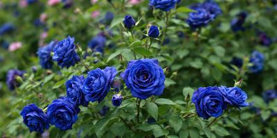 The primary subject of the image is a group of blue flowers, which are the main focus of the scene. The flowers are set against a backdrop of green leaves, creating a vibrant and lively atmosphere. The visual style of the image is a close-up of the flowers, showcasing their beauty and details. The dominant colors in the image are blue and green, which contribute to the overall mood of the scene.