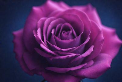 Purple rose with a purple background.