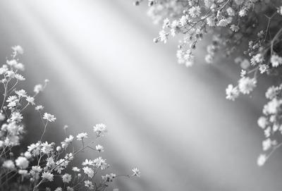 The primary subject of the image is a beautiful white flower, which is the main focus of the scene. The setting is a sunny day, with the sunlight shining through the branches of a tree, creating a warm and inviting atmosphere. The visual style of the image is a black and white photo, which adds a timeless and classic feel to the scene. The dominant colors are white and gray, with the white flower being the most prominent and eye-catching element in the image.