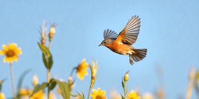 Primary subject: A bird flying in the air.

Setting/background: The bird is flying in front of a field of yellow flowers.

Visual style: The image is a photo of the bird in flight.

Colors and mood: The dominant colors are yellow and blue, creating a lively and cheerful atmosphere.