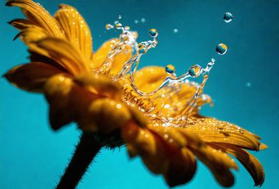 The primary subject of the image is a yellow flower with a crown of water droplets on it. The setting is a blue background, which adds a sense of depth and contrast to the scene. The visual style is a close-up of the flower, showcasing its details and the crown of water droplets. The colors are predominantly yellow and blue, creating a warm and serene atmosphere.